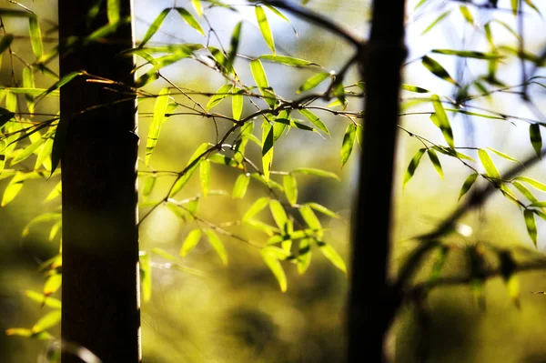Бамбук для фона — стоковое фото