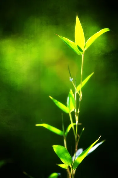 Bambou pour fond — Photo