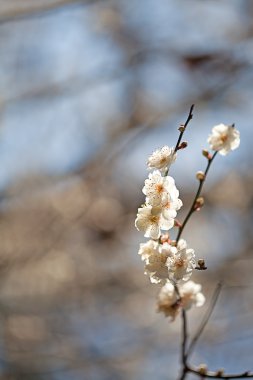 beyaz çiçekler açan ağaç dalı derin bokeh