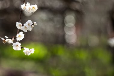 beyaz çiçekler açan ağaç dalı derin bokeh