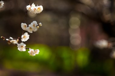 beyaz çiçekler açan ağaç dalı derin bokeh