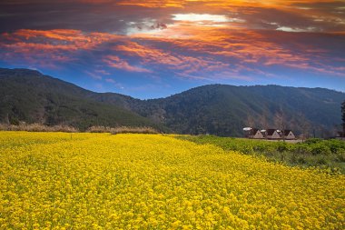 Rape field and sunset clipart