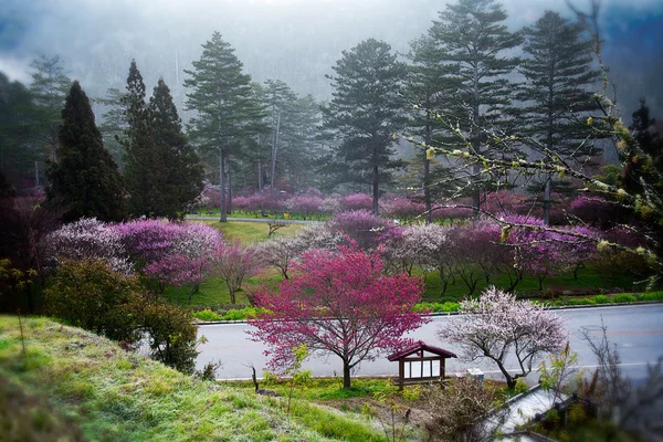 Plommon blommor blommande träd gren djupt bokeh — Stockfoto