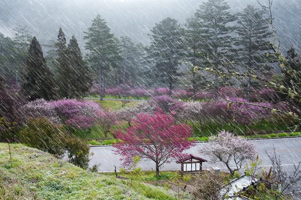 Pflaumenblüten blühende Baumzweige tief bokeh — Stockfoto