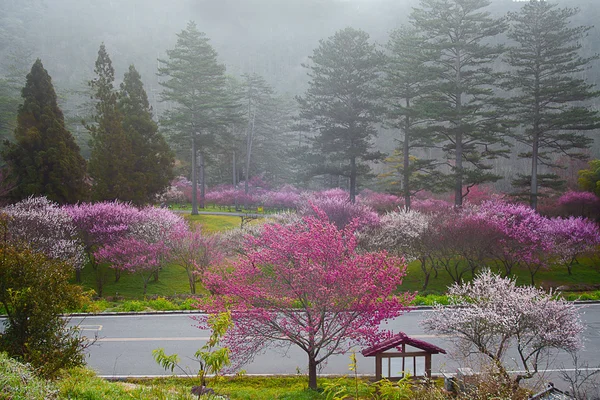 Prunier fleurs floraison arbre branche profond bokeh — Photo