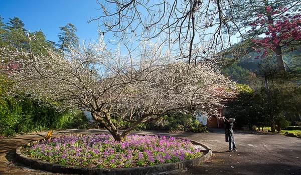 Śliwkowe kwiaty kwitnące drzewo gałąź głęboka bokeh — Zdjęcie stockowe