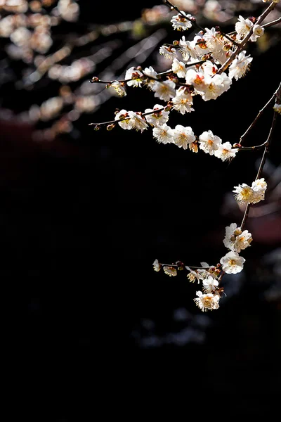 Flores blancas que florecen rama de árbol bokeh profundo —  Fotos de Stock