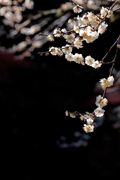 Weiße Blumen blühen Baumzweig tief bokeh — Stockfoto