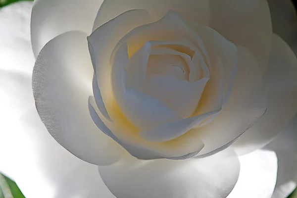 단일 동백 꽃 배경 — 스톡 사진