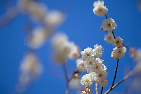 Fehér virágok virágzó fa ág mély bokeh — Stock Fotó