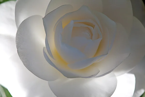 Single camellia flower background — Stock Photo, Image