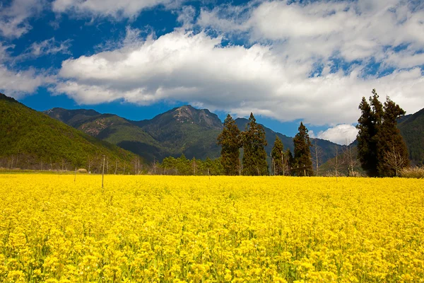 stock image Rape field and sunset