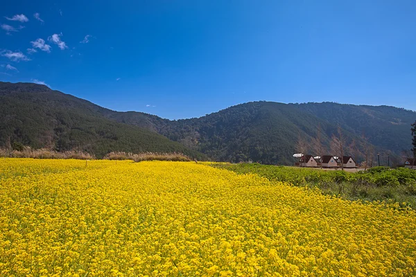 stock image Rape field and sunset