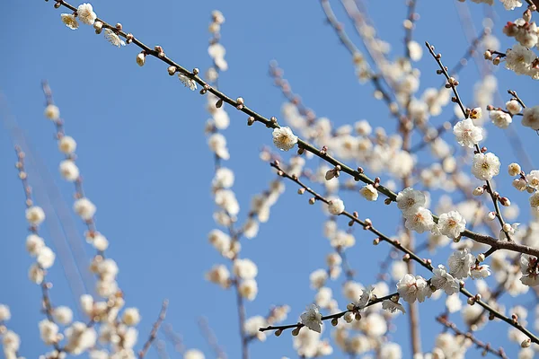 Flores blancas que florecen rama de árbol bokeh profundo — Foto de Stock