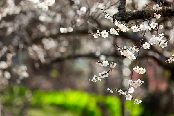 Flores blancas que florecen rama de árbol bokeh profundo — Foto de Stock