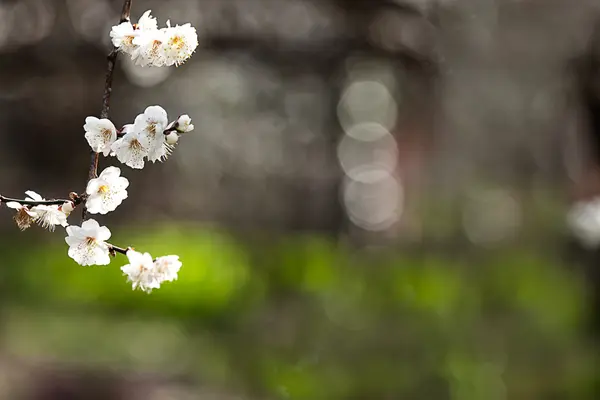 Flores brancas floração árvore ramo profundo bokeh — Fotografia de Stock