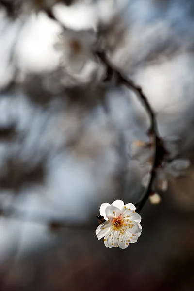 Vita blommor blommande träd gren djupt bokeh — Stockfoto