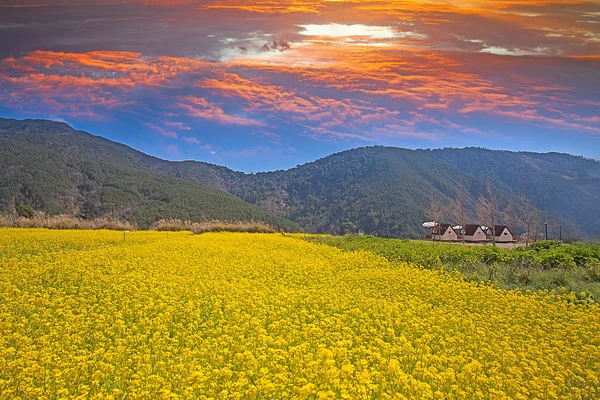 stock image Rape field and sunset