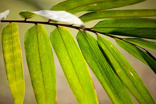 Bambù asiatico per sfondo — Foto Stock