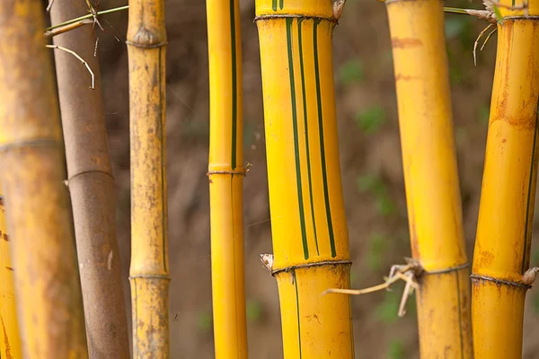 Bambú asiático para el fondo — Foto de Stock