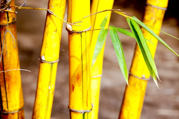 Asiático de bambu para fundo — Fotografia de Stock