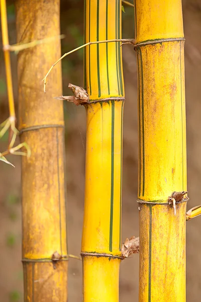 Asian bambu för bakgrund — Stockfoto