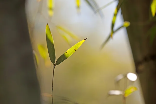 アジアの竹の背景 — ストック写真