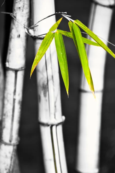 アジアの竹の背景 — ストック写真