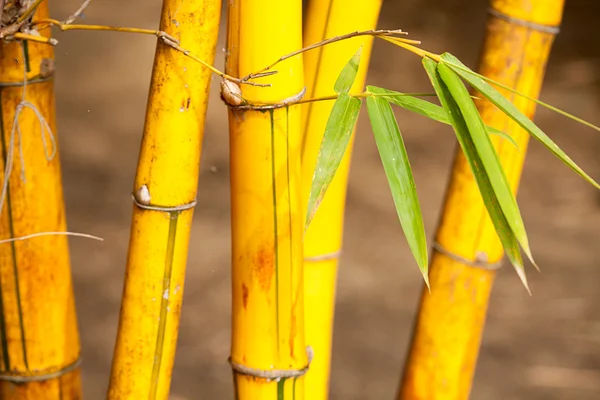 Asijské bamboo pro pozadí — Stock fotografie