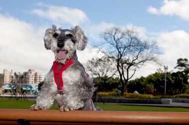 minyatür schnauzer arka planı için