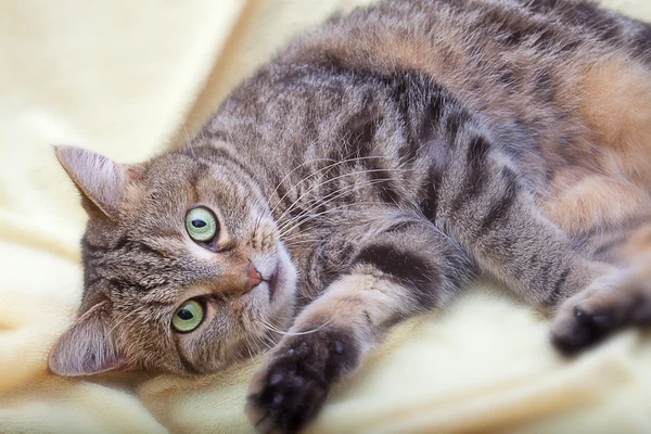 Хорошая кошка для фона или текстуры — стоковое фото