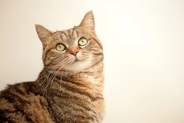 Fin katt för bakgrund eller konsistens — Stockfoto
