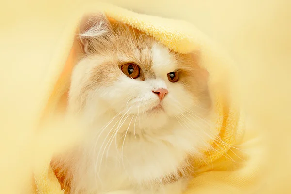 Bel gatto per sfondo o texture — Foto Stock