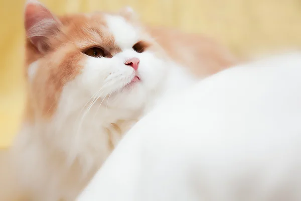 Arka plan veya doku için güzel kedi — Stok fotoğraf