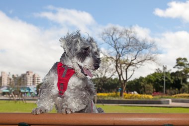 minyatür schnauzer arka planı için