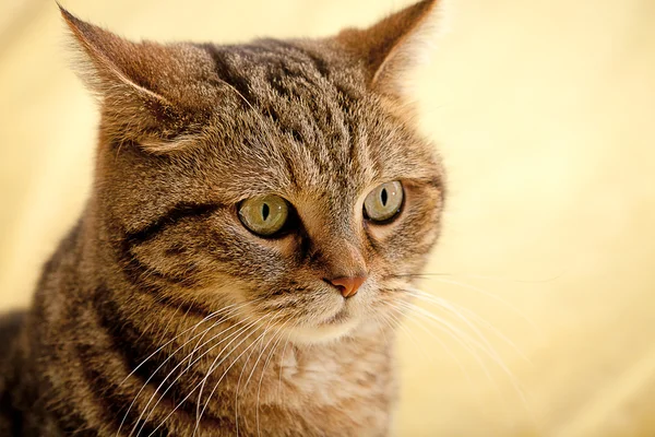Pěkná kočka pozadí nebo textury — Stock fotografie