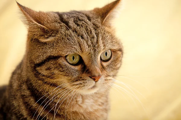 Gato agradável para fundo ou textura — Fotografia de Stock