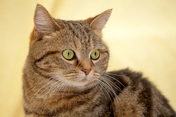 Gato agradable para fondo o textura — Foto de Stock