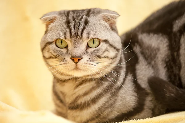 素敵な猫の背景やテクスチャ — ストック写真