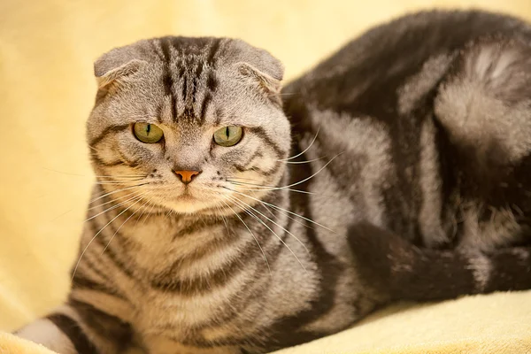 素敵な猫の背景やテクスチャ — ストック写真