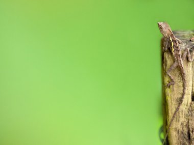 genç bir iguana closeup