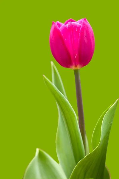 Свежие весенние тюльпаны на фоне — стоковое фото