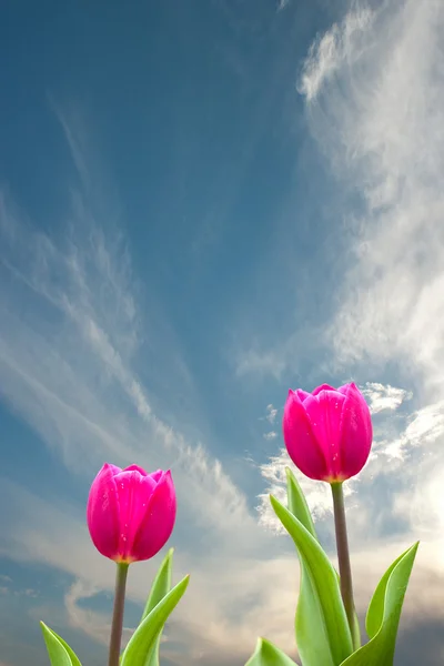 Tulipas de primavera fresca com fundo agradável — Fotografia de Stock