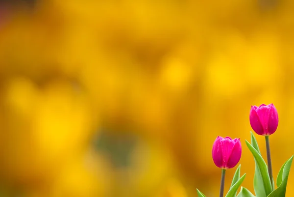 Frische Frühlingstulpen mit schönem Hintergrund — Stockfoto