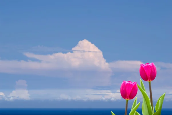 Tulipanes frescos de primavera con buen fondo —  Fotos de Stock