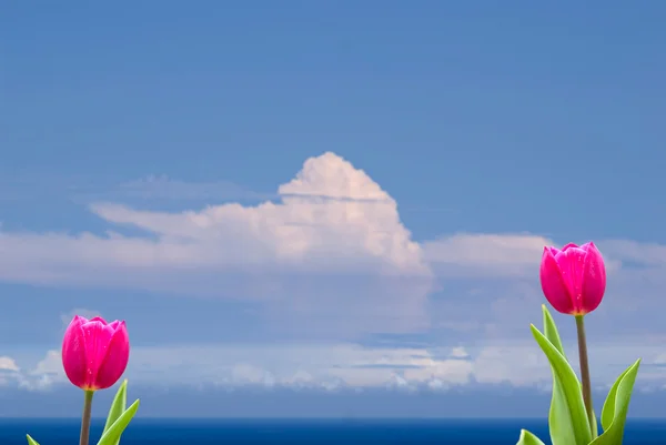 Свежие весенние тюльпаны на фоне — стоковое фото
