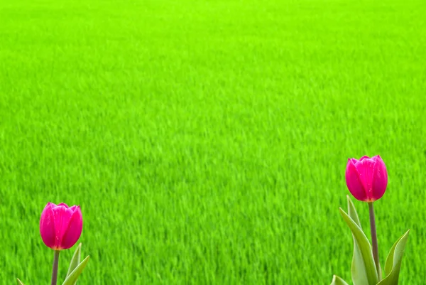 Fresh spring tulips with nice background — Stock Photo, Image