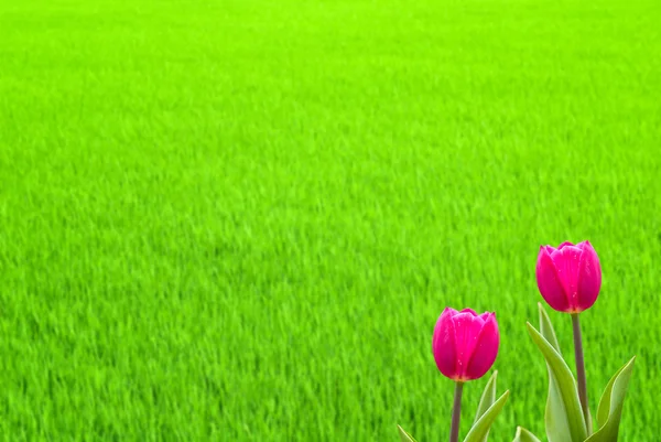 Čerstvý jarní tulipány s pěkným pozadím — Stock fotografie