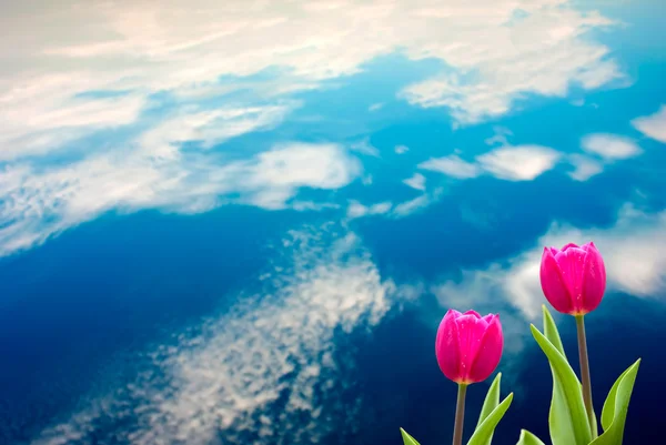 新鲜春季郁金香具有很好的背景 — 图库照片