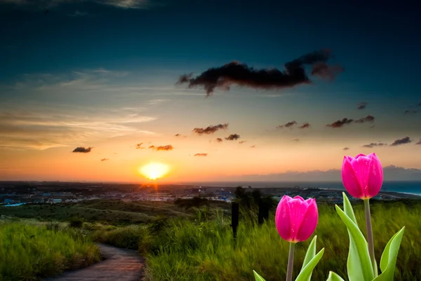 Tulipany wiosna świeży z ładne tło — Zdjęcie stockowe
